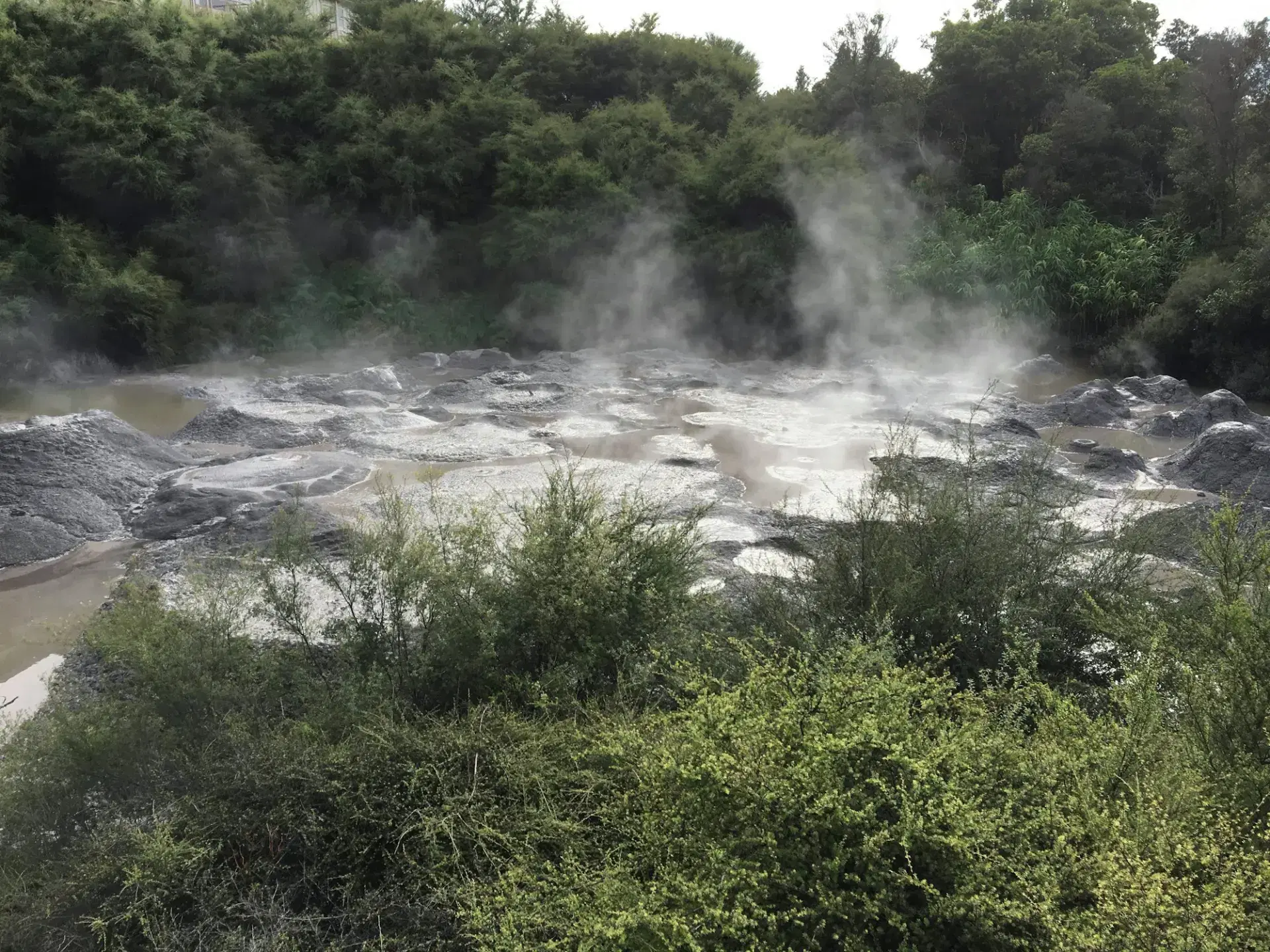 Steam rising from a geothermal stream in Rotorua